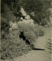An illustration from Children and gardens (1908)