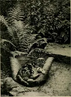 Picture 81 of 96 from Children and gardens (1908), leaf 183