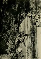 An illustration from Children and gardens (1908)