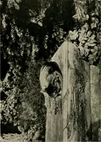 An illustration from Children and gardens (1908)