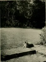 An illustration from Children and gardens (1908)