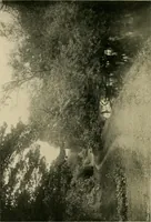 An illustration from Children and gardens (1908)