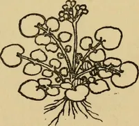 An illustration from Children and gardens (1908)