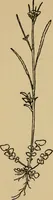 An illustration from Children and gardens (1908)