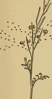 An illustration from Children and gardens (1908)