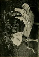 An illustration from Children and gardens (1908)