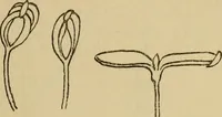 An illustration from Children and gardens (1908)