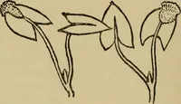 An illustration from Children and gardens (1908)