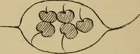 An illustration from Children and gardens (1908)