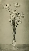 An illustration from Children and gardens (1908)