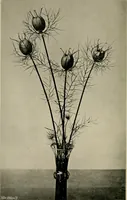 An illustration from Children and gardens (1908)