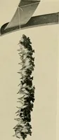 An illustration from Children and gardens (1908)