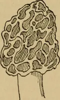 An illustration from Children and gardens (1908)