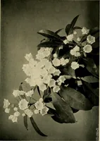 An illustration from Children and gardens (1908)