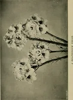 An illustration from Children and gardens (1908)