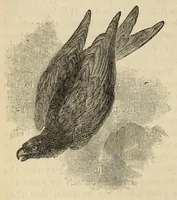 An illustration from The Child's Book of Nature for the Use of Families and Schools Intended to Aid Mothers and Teachers in Training Children in the Observation of Nature. Revised Edition. Part 3: Air, Water, Heat, Light, etc. (1886)