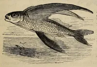 An illustration from The Child's Book of Nature for the Use of Families and Schools Intended to Aid Mothers and Teachers in Training Children in the Observation of Nature. Revised Edition. Part 3: Air, Water, Heat, Light, etc. (1886)