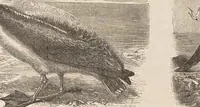 Picture 5 of 14 from The child's picture scrap book : containing upwards of four hundred illustrations (1865), leaf 36