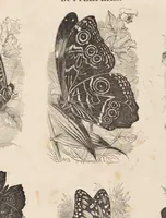 An illustration from The child's picture scrap book : containing upwards of four hundred illustrations (1865)