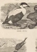 Picture 8 of 14 from The child's picture scrap book : containing upwards of four hundred illustrations (1865), leaf 60