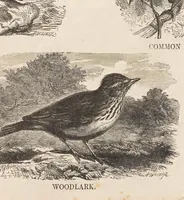 Picture 10 of 14 from The child's picture scrap book : containing upwards of four hundred illustrations (1865), leaf 71