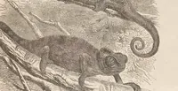An illustration from The child's picture scrap book : containing upwards of four hundred illustrations (1865)