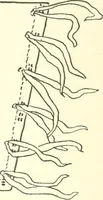 An illustration from The child's rainy day book (1905)