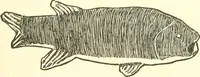 An illustration from The child's rainy day book (1905)