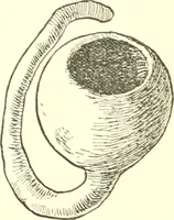 Picture 60 of 90 from The child's rainy day book (1905), leaf 167