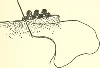 An illustration from The child's rainy day book (1905)