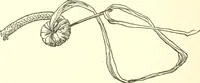 An illustration from The child's rainy day book (1905)