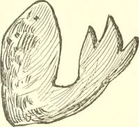 An illustration from The child's rainy day book (1905)