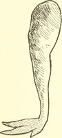 An illustration from The child's rainy day book (1905)