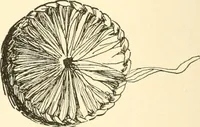 An illustration from The child's rainy day book (1905)