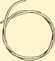 An illustration from The child's rainy day book (1905)