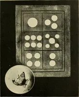 Picture 3 of 29 from Chinese games with dice and dominoes (1895), leaf 16