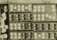 Picture 14 of 29 from Chinese games with dice and dominoes (1895), leaf 32