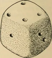 Picture 25 of 29 from Chinese games with dice and dominoes (1895), leaf 75