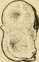 Picture 29 of 29 from Chinese games with dice and dominoes (1895), leaf 76