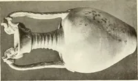 An illustration from Chinese pottery and porcelain : an account of the potter's art in China from primitive times to the present day (1915)
