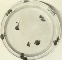 An illustration from Chinese pottery and porcelain : an account of the potter's art in China from primitive times to the present day (1915)