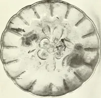 An illustration from Chinese pottery and porcelain : an account of the potter's art in China from primitive times to the present day (1915)