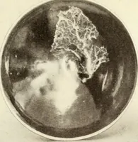 An illustration from Chinese pottery and porcelain : an account of the potter's art in China from primitive times to the present day (1915)