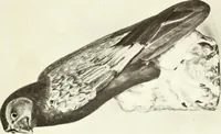 An illustration from Chinese pottery and porcelain : an account of the potter's art in China from primitive times to the present day (1915)
