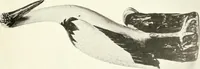 An illustration from Chinese pottery and porcelain : an account of the potter's art in China from primitive times to the present day (1915)
