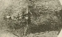 An illustration from Chinesisches Porzellan : seine Geschichte, Kunst und Technik (1913)