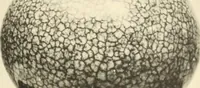 An illustration from Chinesisches Porzellan : seine Geschichte, Kunst und Technik (1913)