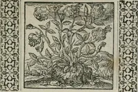 Picture 42 of 169 from A Choice of Emblemes, and other devises : For the moste parte gathered out of sundrie writers, Englished and Moralized. And divers newly devised (1586), leaf 60