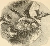 An illustration from Christian similitudes: being a series of emblematic engravings, with written explanations, miscellaneous observations, and religious reflections, designed to illustrate divine truth, in accordance with the cardinal principles of Christianity .. (1866)