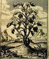 An illustration from The Christians zodiake, or, Twelue signes of predesination unto life euerlasting (1647)